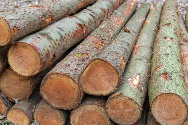 Kabuklu yeni kesilmiş ağaç kütükleri, açıkta kalmış halkalar ve pürüzsüz dokuyu bir arada gösteriyor..
