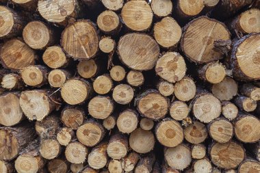 Karmaşık dokuları ve görünür büyüme halkalarını gösteren bir yığın kesik kütüğü, doğanın örüntülerini ve tarihini vurguluyor..