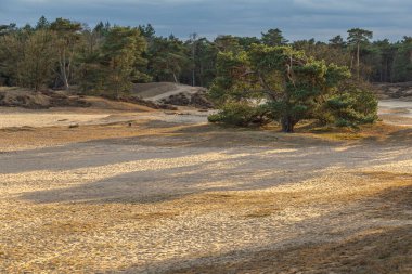 Dağınık ağaçlarla kumlu bir manzara, yumuşak güneş ışığı, uzun gölgeler, ve bulutlu gökyüzünün altında ormanlık bir zemin. Hollanda manzarası.