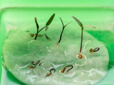 Bitkilerin erken gelişimini vurgulayan pamuk peçetesinin üzerinde yeşil bir kabın içinde filizlenen küçük fideler..