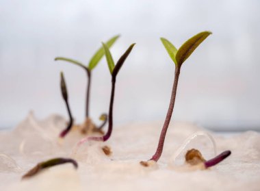 Nemli bir yüzeyden çıkan canlı yeşil fidelerin yakın görüntüsü, yeni başlangıçları ve büyümeyi simgeliyor..