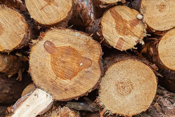 Görünür büyüme halkaları, pürüzlü doku ve doğal ahşap desenli ağaç kütüklerine yakın çekim