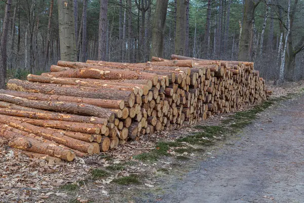 Ağaçlar ve doğal manzarayla çevrili bir orman yolunda dinlenen kabuklu yeni kesilmiş kütükler yığını..