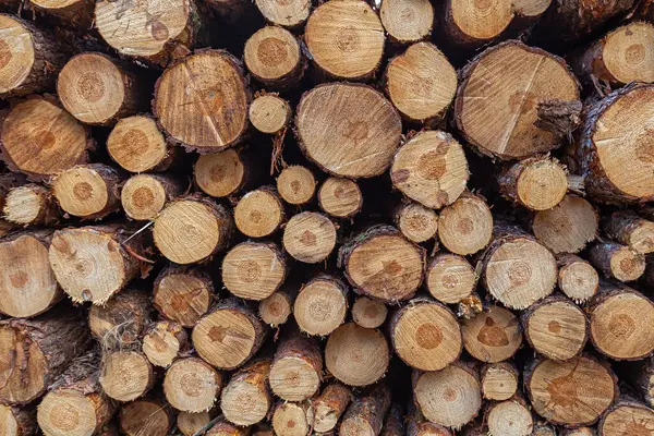 Karmaşık dokuları ve görünür büyüme halkalarını gösteren bir yığın kesik kütüğü, doğanın örüntülerini ve tarihini vurguluyor..