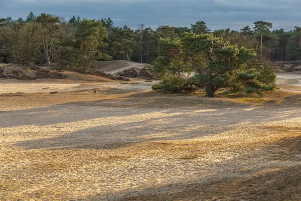 Dağınık ağaçlarla kumlu bir manzara, yumuşak güneş ışığı, uzun gölgeler, ve bulutlu gökyüzünün altında ormanlık bir zemin. Hollanda manzarası.