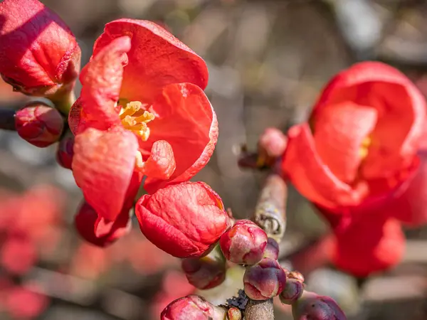 Çiçek açan bir dalda canlı kırmızı çiçekler ve tomurcuklar yakın plan, yumuşak odaklı doğal arka plan ile sıcak güneş ışığı banyosu