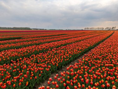 Geniş lale tarlalarının nefes kesici alçak açılı görüntüsü, karamsar, bulutlu gökyüzüne karşı mükemmel bir sıra halinde dizilmiş parlak çiçekleri gösteriyor..