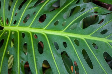 Yeşil yapraklı bir Monstera Deliciosa 'nın çok sayıda oval deliği var. Benzersiz desenini ve dokusunu gösteriyor.