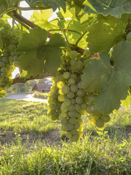 Sarmaşıkta yemyeşil üzümler ve yemyeşil yapraklar..