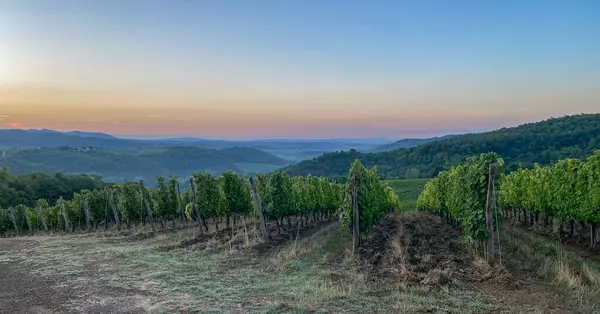 Gün batımının altında sonsuz Toskana üzüm bağları ve uzaklardaki sisli tepeler.