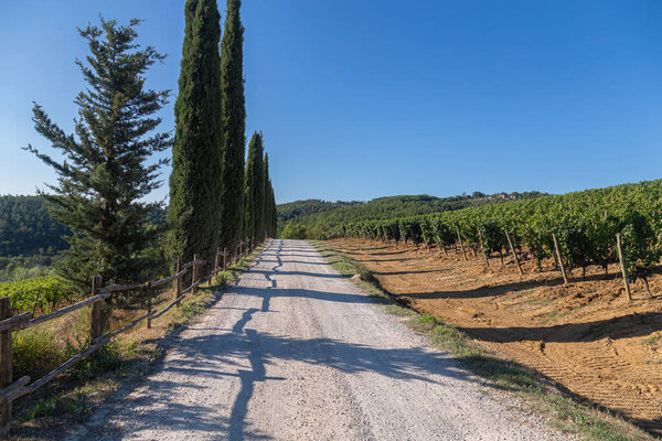 Сценическая виноградная дорога в Тоскане, выложенная кипарисами под ясным голубым летним небом