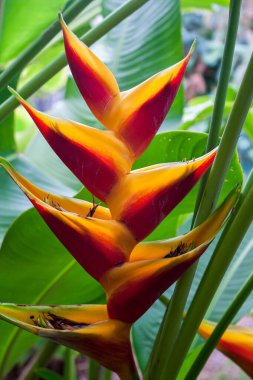 Yemyeşil yapraklar arasında kırmızı ve sarı frenleri olan canlı bir Heliconia çiçeği.