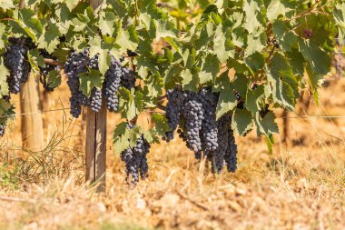 Dolu, sulu üzümlerle dolu üzüm asmaları şarap yapımının özünü somutlaştırıyor..