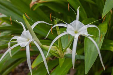 Uzun, ince yapraklı ve yeşil yapraklı turuncu uçlu zambaklar..