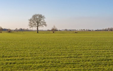 Bulutsuz bir gökyüzünün altında ağaçlarla çevrili yeşil çimen alanı ufka kadar uzanıyor. Hollanda manzarası.