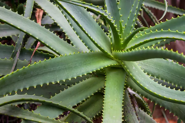 Dikenli yeşil aloe vera bitkisine yakın çekim. Kalın, etli yapraklar doğal ışıkta.