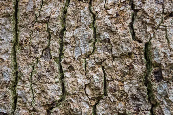 Ağaç kabuğunun pürüzlü dokusu, doğal çatlaklar, desenler ve toprak tonları birbirine yakın.