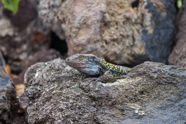 Renkli sürüngenler kuru açık havada sıcak kayaların üzerinde hareketsiz yatarlar.