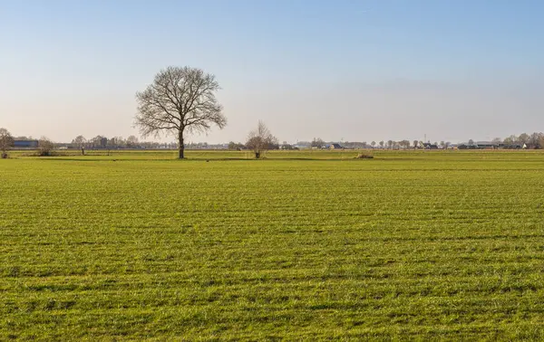 Bulutsuz bir gökyüzünün altında ağaçlarla çevrili yeşil çimen alanı ufka kadar uzanıyor. Hollanda manzarası.