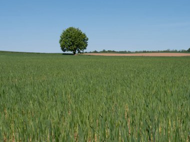 Geniş bir yeşil buğday tarlasının ortasında duran tek yeşil ağaç berrak mavi gökyüzünün altında.
