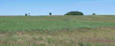 Almanya 'da bereketli buğday tarlaları ve huzurlu kırsal alanda açık gökyüzü manzarası.