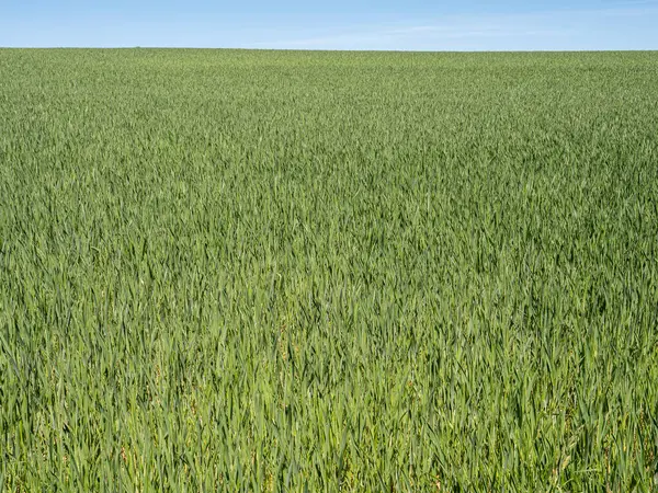 Açık mavi gökyüzü ile yeşil buğday tarlası