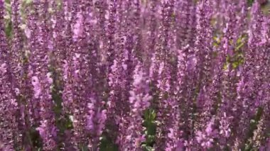 Lavantaya yakın, canlı bir çiçek meltemde hafifçe sallanıyor, huzurlu, renkli bir yaz sahnesi yaratıyor..