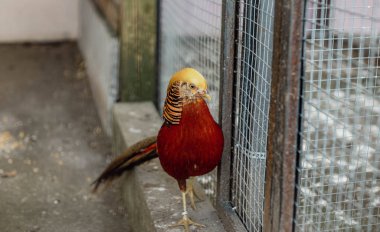 Kafesteki renkli kuş. Magneztik kuş meraklı..