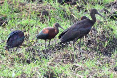 Chobe NP, Botswana 'da yaşayan parlak aynalı bir aile.