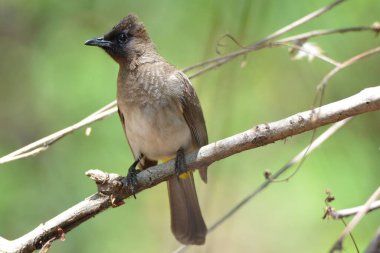 Sıradan bir boğanın portresi, Chobe NP, Botswana