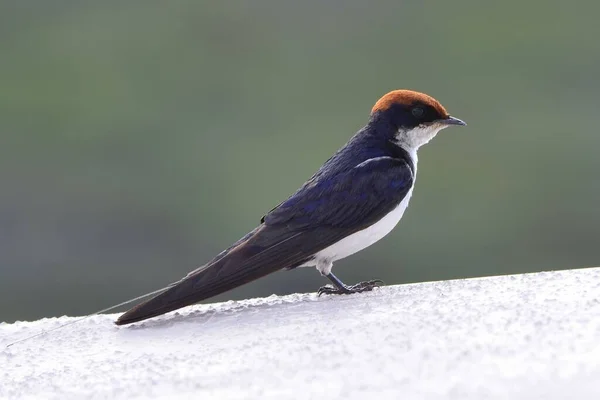 Portrait Wire Tailed Swallow Chobe — Stock Photo, Image