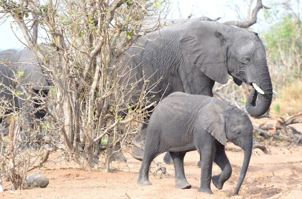 An elephant mother an its child, Chobe NP