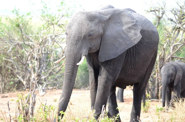 Una Madre Elefante Está Caminando Con Hijo —  Fotos de Stock