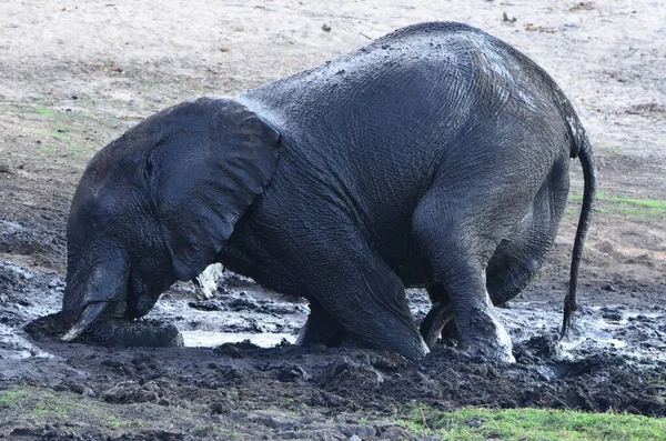 Jovem Elefante Africano Está Tomando Banho Lama — Fotografia de Stock