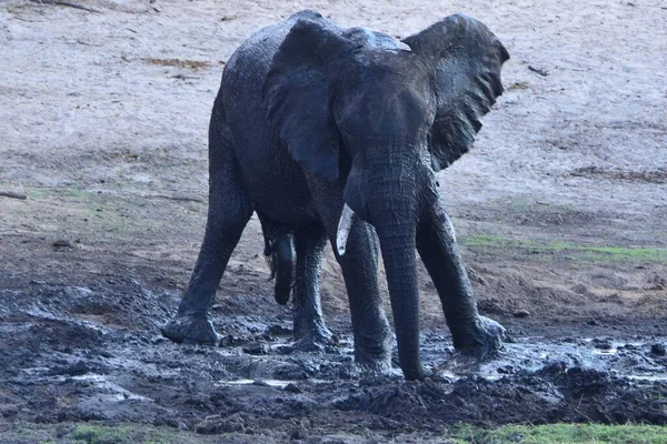 Joven Elefante Africano Está Bañando Barro —  Fotos de Stock