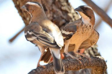 Bir çift beyaz kaşlı serçe dokumacı. Etosha NP