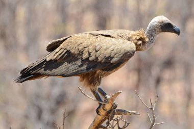 Genç bir pelerin akbabası portresi, Etosha NP