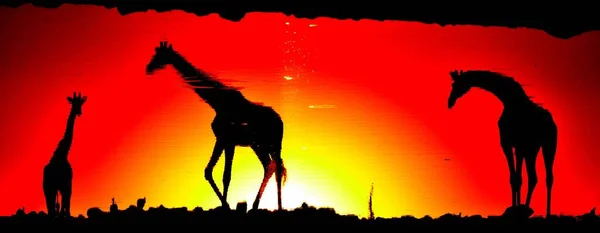 Zürafalar Bir Birikintisinde Duruyorlar Etosha — Stok fotoğraf