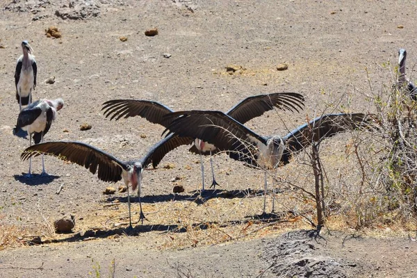 Een Groep Maraboe Ooievaars Gaat Vliegen — Stockfoto