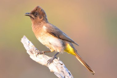 Yaygın bir boğanın portresi, Mudumu NP, Namibya