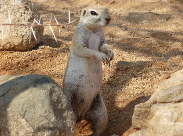 Retrato Esquilo Chão Listrado Bonito Namíbia — Fotografia de Stock