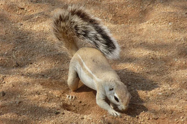 Retrato Esquilo Chão Listrado Bonito Namíbia — Fotografia de Stock
