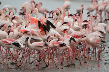 Küçük flamingo grubu çiftleşme dansı yapıyor.