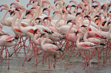 Uçan küçük flamingo grubu, Walvis Körfezi