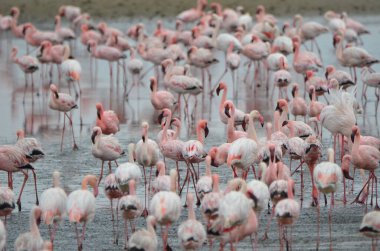 Küçük flamingoların kolonisi, Walvis Körfezi, Namibya