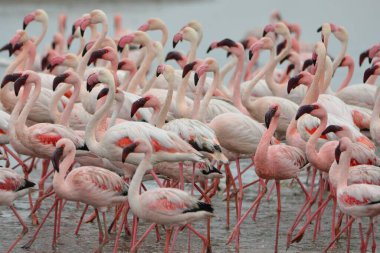 Küçük flamingoların kolonisi, Walvis Körfezi, Namibya