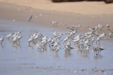 Walvis Körfezi 'nde bir grup Sanderling' in portresi