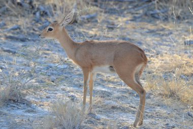 Little steenbok at Etosha National Park, Namibia