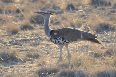 Portrait of a kori bustard, Etosha NP, Namibia