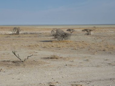 Barren landscape at Etosha National Park, Namibia